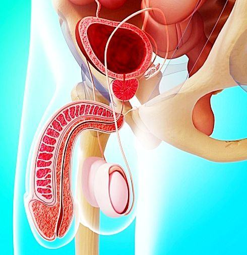 Ilustração 3D do aparelho genital masculino: próstata, pênis e testículos